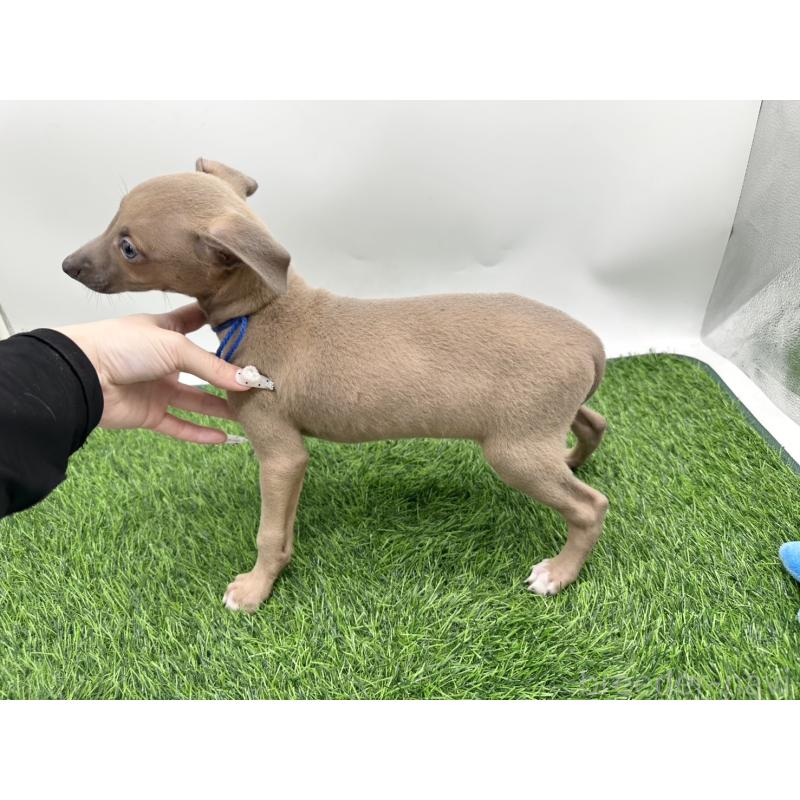 成約済の愛知県のイタリアングレーハウンド(イタグレ)-405748の3枚目