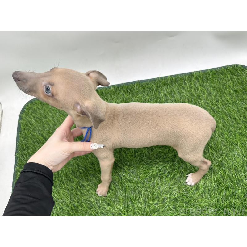 成約済の愛知県のイタリアングレーハウンド(イタグレ)-405748の2枚目