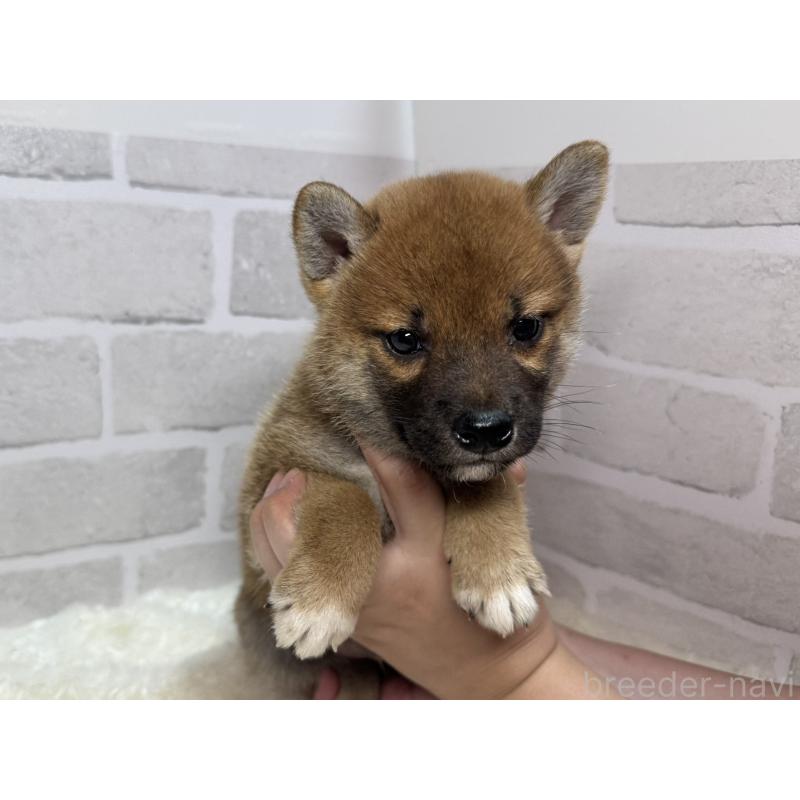 成約済の熊本県の柴犬-402910の1枚目