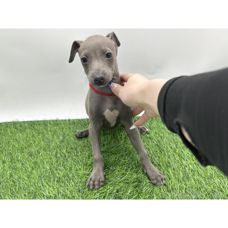 成約済の愛知県のイタリアングレーハウンド(イタグレ)-406249の1枚目