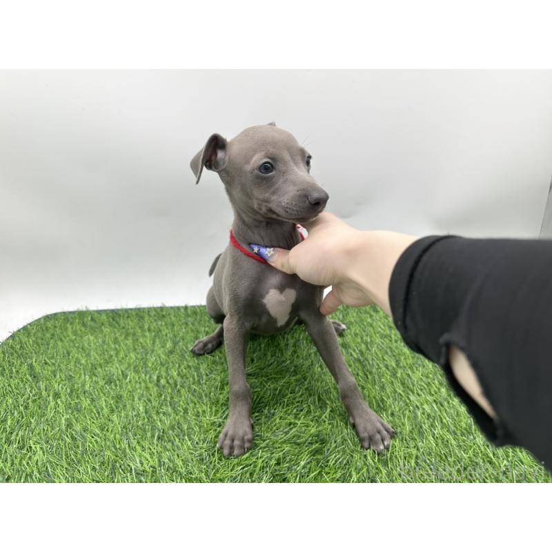 成約済の愛知県のイタリアングレーハウンド(イタグレ)-406249の6枚目