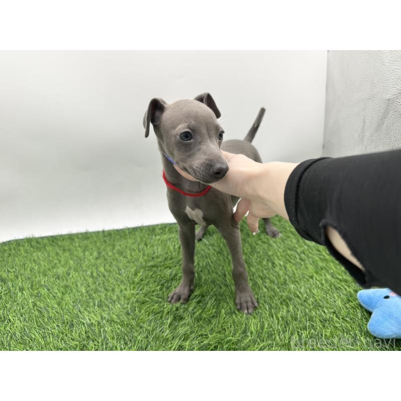 成約済の愛知県のイタリアングレーハウンド(イタグレ)-406249の5枚目