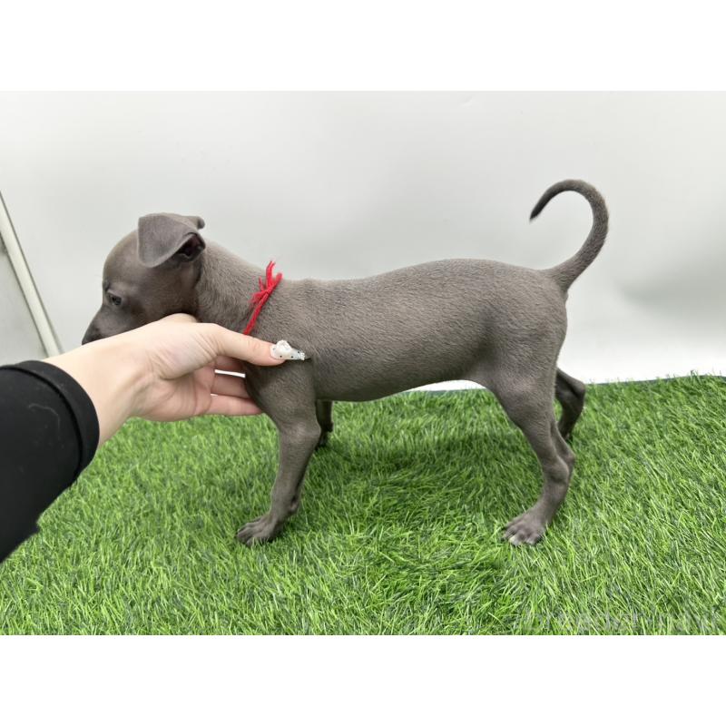 成約済の愛知県のイタリアングレーハウンド(イタグレ)-406249の4枚目