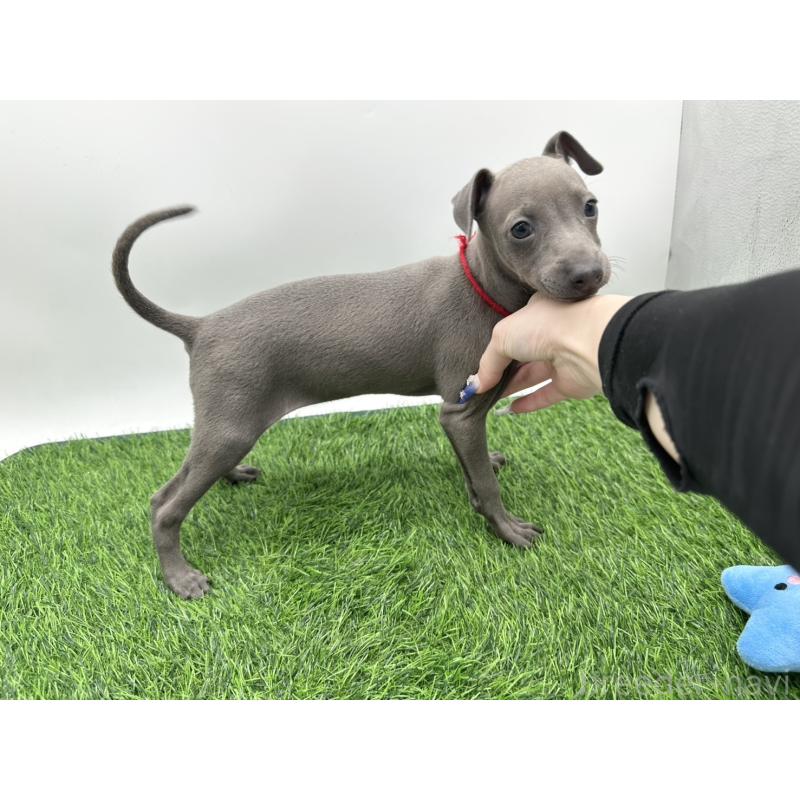成約済の愛知県のイタリアングレーハウンド(イタグレ)-406249の3枚目