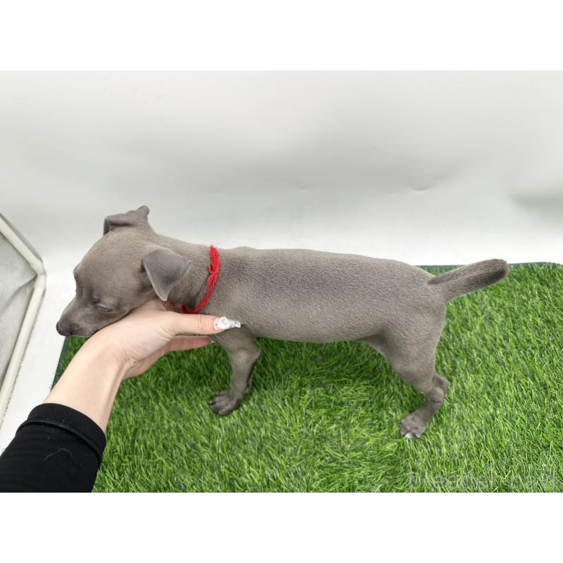 成約済の愛知県のイタリアングレーハウンド(イタグレ)-406249の2枚目