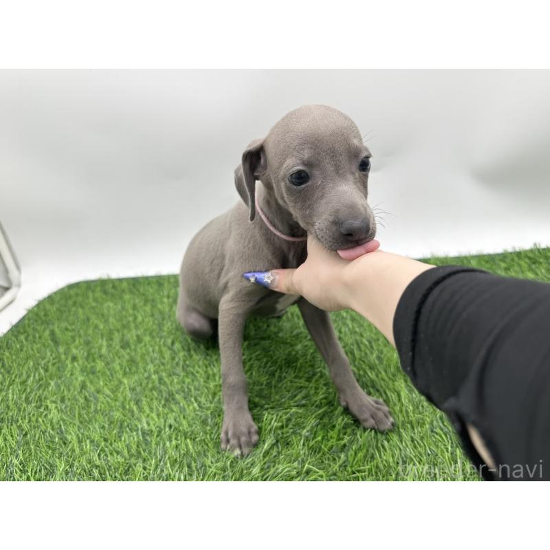 成約済の愛知県のイタリアングレーハウンド(イタグレ)-406247の6枚目