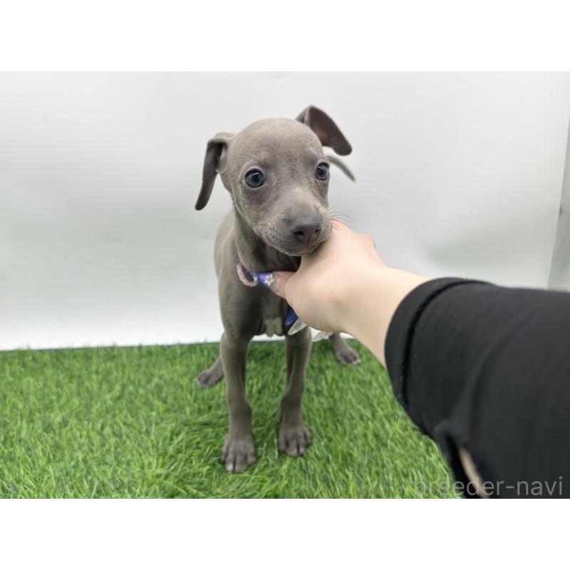 成約済の愛知県のイタリアングレーハウンド(イタグレ)-406247の5枚目