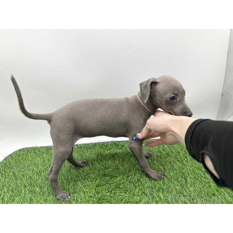 成約済の愛知県のイタリアングレーハウンド(イタグレ)-406247の4枚目