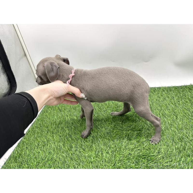 成約済の愛知県のイタリアングレーハウンド(イタグレ)-406247の3枚目