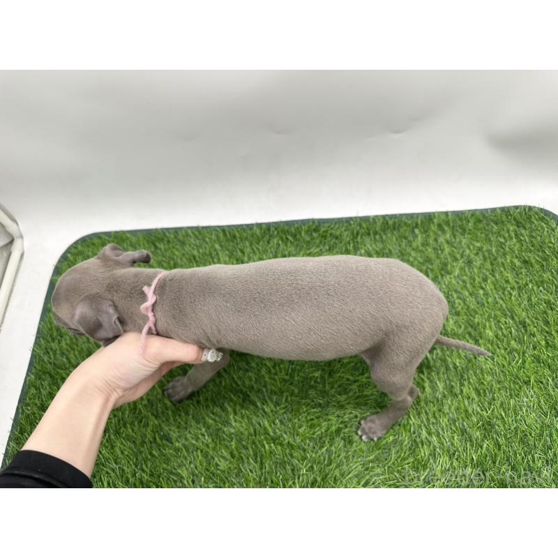 成約済の愛知県のイタリアングレーハウンド(イタグレ)-406247の2枚目