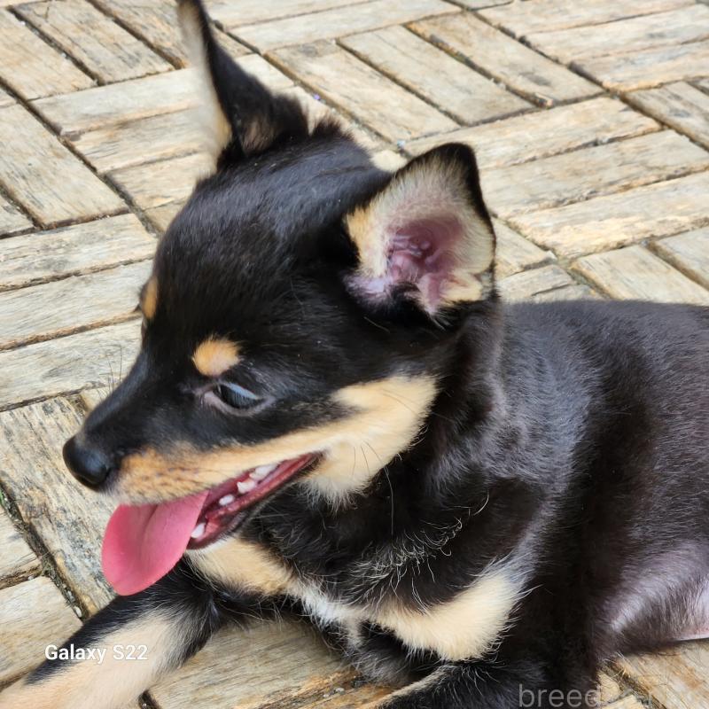 販売中の三重県のミックス犬-407850の4枚目