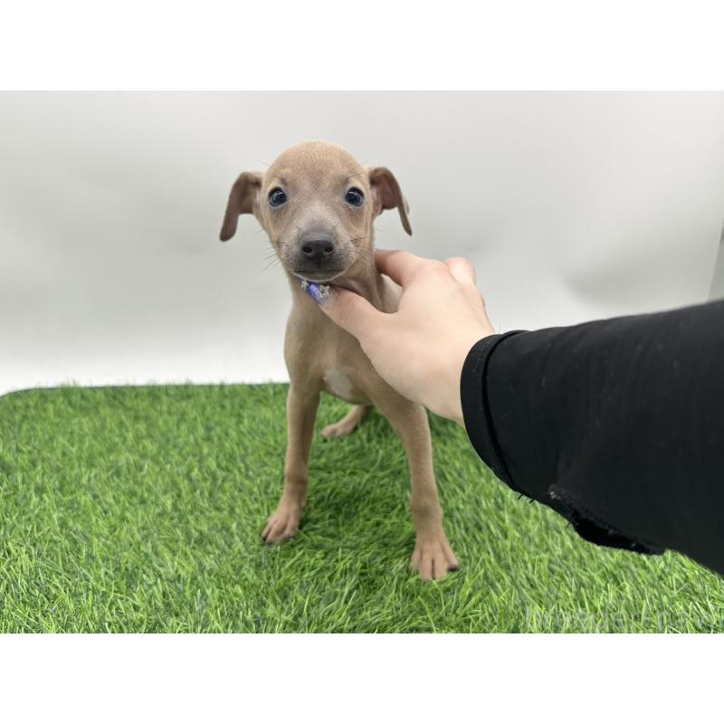 成約済の愛知県のイタリアングレーハウンド(イタグレ)-405730の1枚目