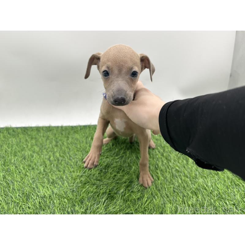 成約済の愛知県のイタリアングレーハウンド(イタグレ)-405730の5枚目