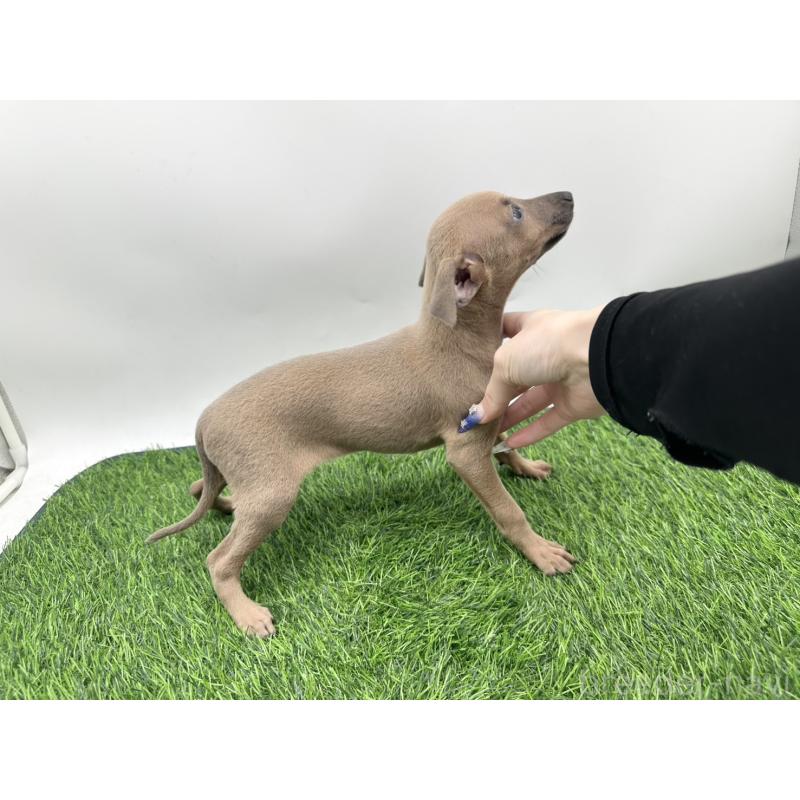 成約済の愛知県のイタリアングレーハウンド(イタグレ)-405730の4枚目