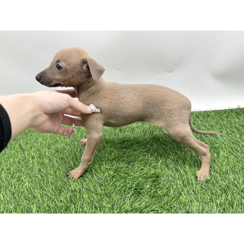 成約済の愛知県のイタリアングレーハウンド(イタグレ)-405730の3枚目