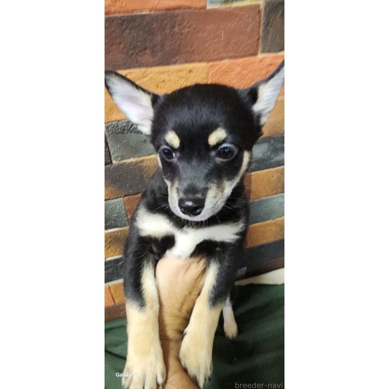 販売中の三重県のミックス犬-407852の3枚目