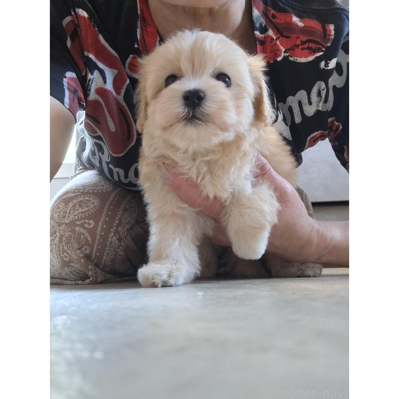 成約済の群馬県のマルプー:マルチーズ×トイプードル-403946の10枚目