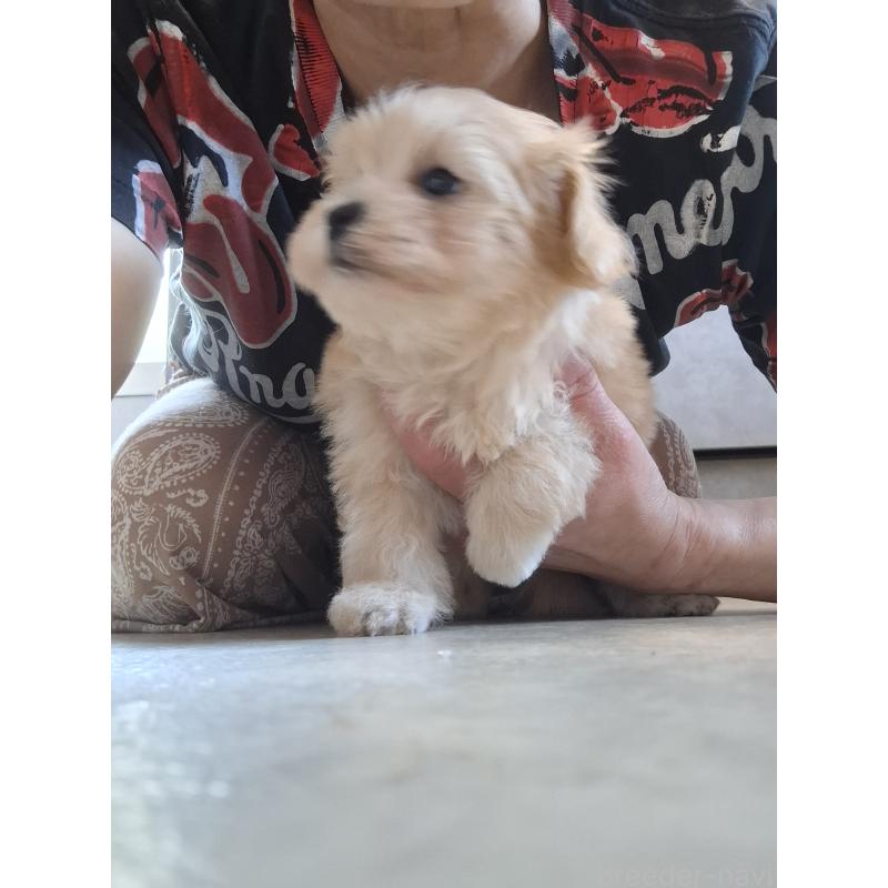 成約済の群馬県のマルプー:マルチーズ×トイプードル-403946の9枚目