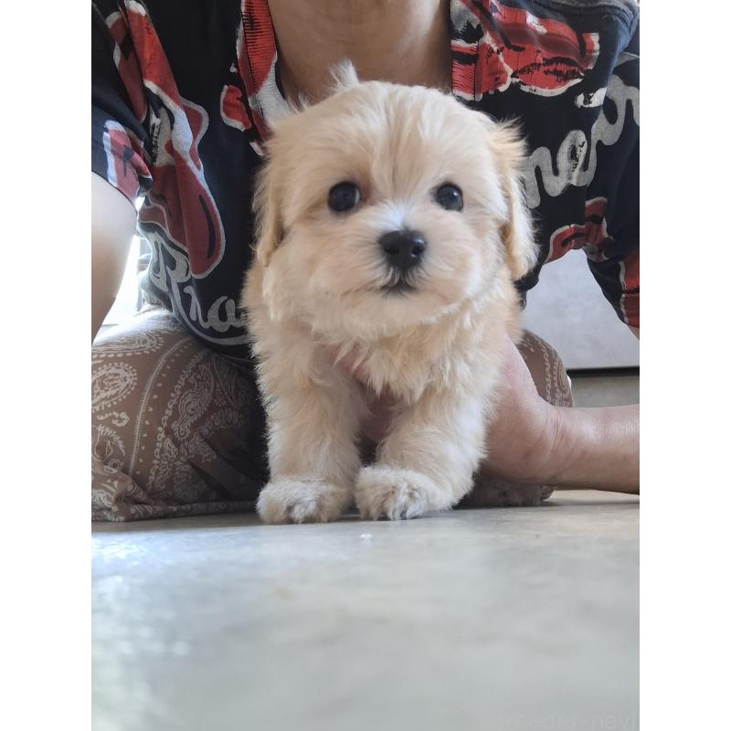 成約済の群馬県のマルプー:マルチーズ×トイプードル-403946の8枚目