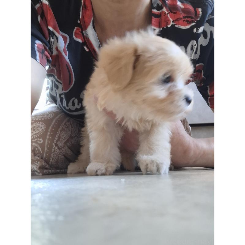 成約済の群馬県のマルプー:マルチーズ×トイプードル-403946の7枚目