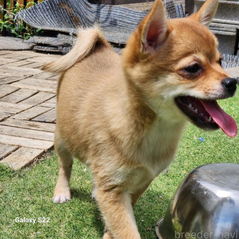 販売中の三重県のミックス犬-407855の4枚目