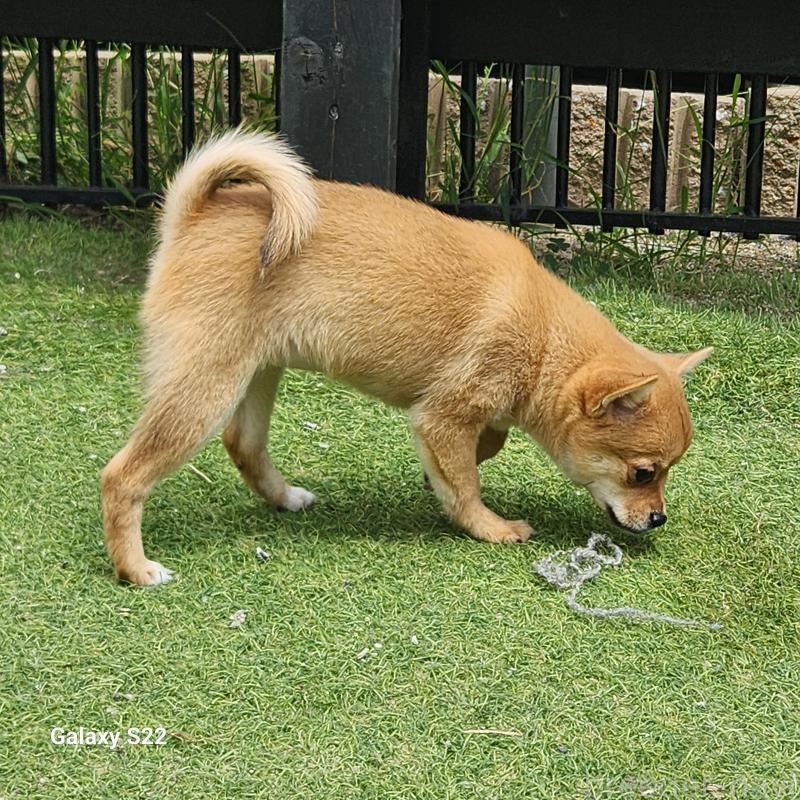 販売中の三重県のミックス犬-407855の3枚目