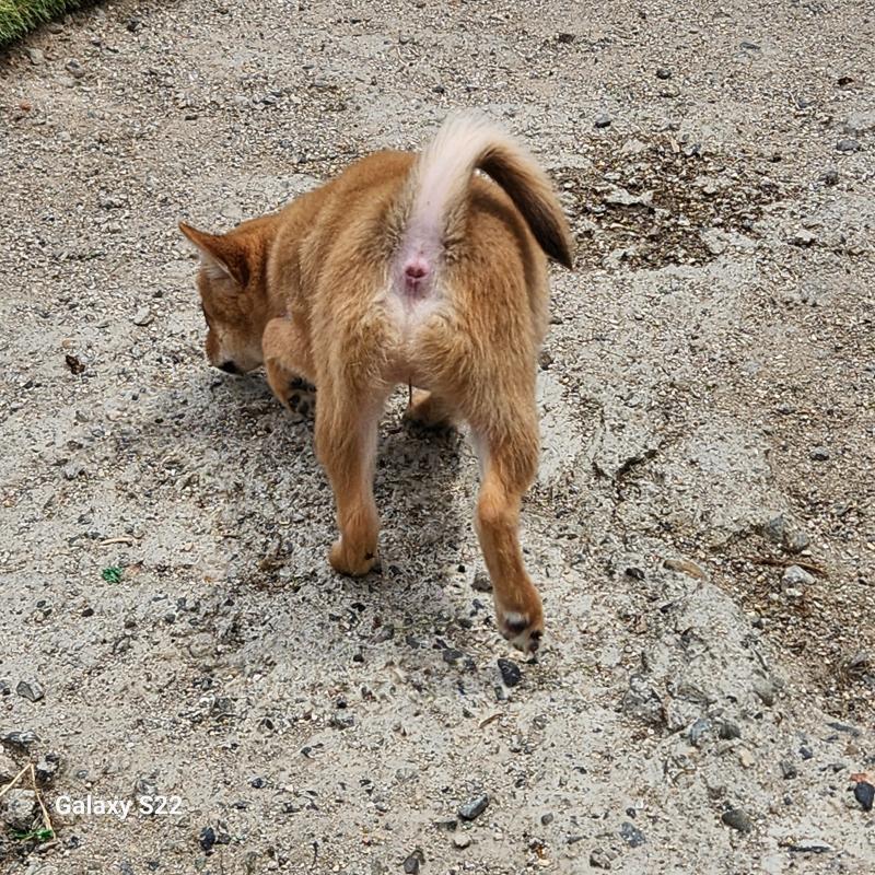 販売中の三重県のミックス犬-407855の2枚目