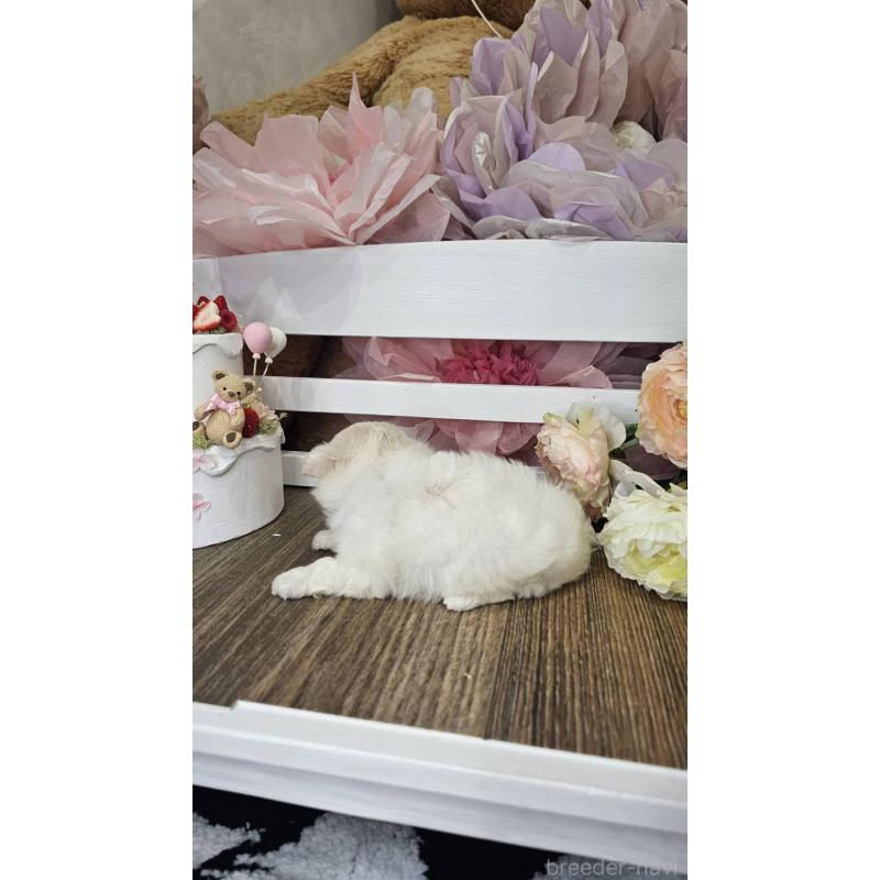 販売中の埼玉県のチワマル:チワワ×マルチーズ-407859の7枚目
