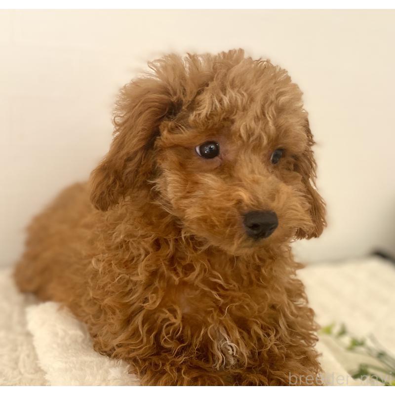 成約済の静岡県のトイプードル-407152の3枚目