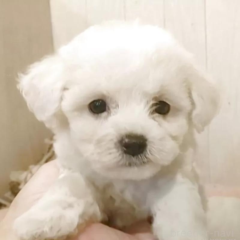販売中の愛知県のビションフリーゼ-404958