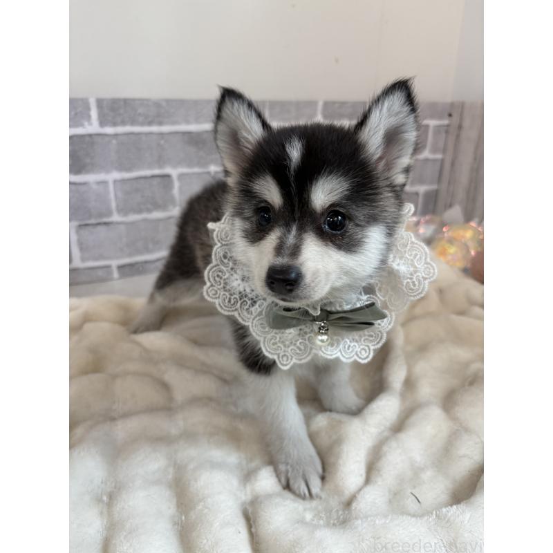 販売中の東京都のミックス犬-394992の18枚目