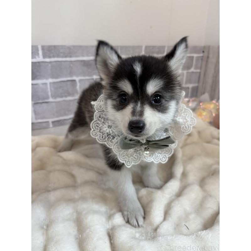 販売中の東京都のミックス犬-394992の17枚目