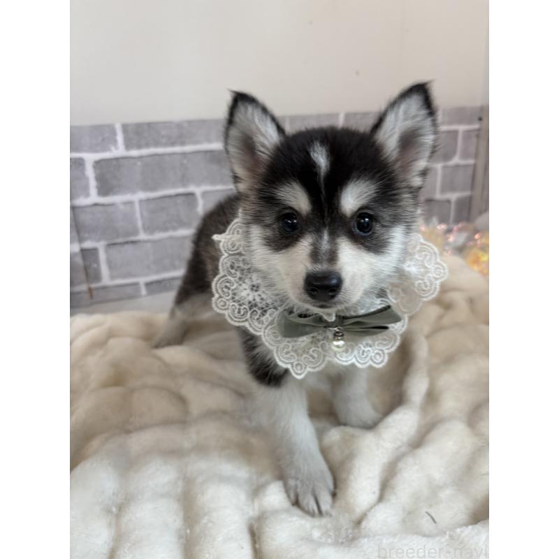 販売中の東京都のミックス犬-394992の16枚目