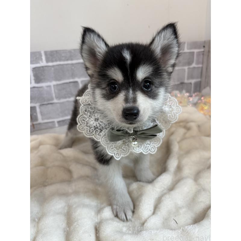 販売中の東京都のミックス犬-394992の15枚目