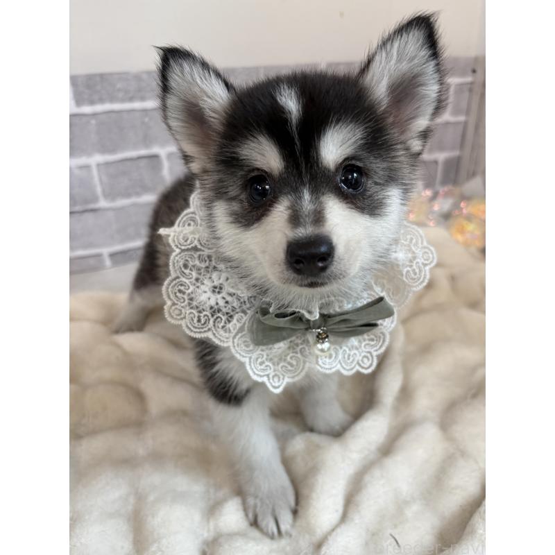 販売中の東京都のミックス犬-394992の14枚目