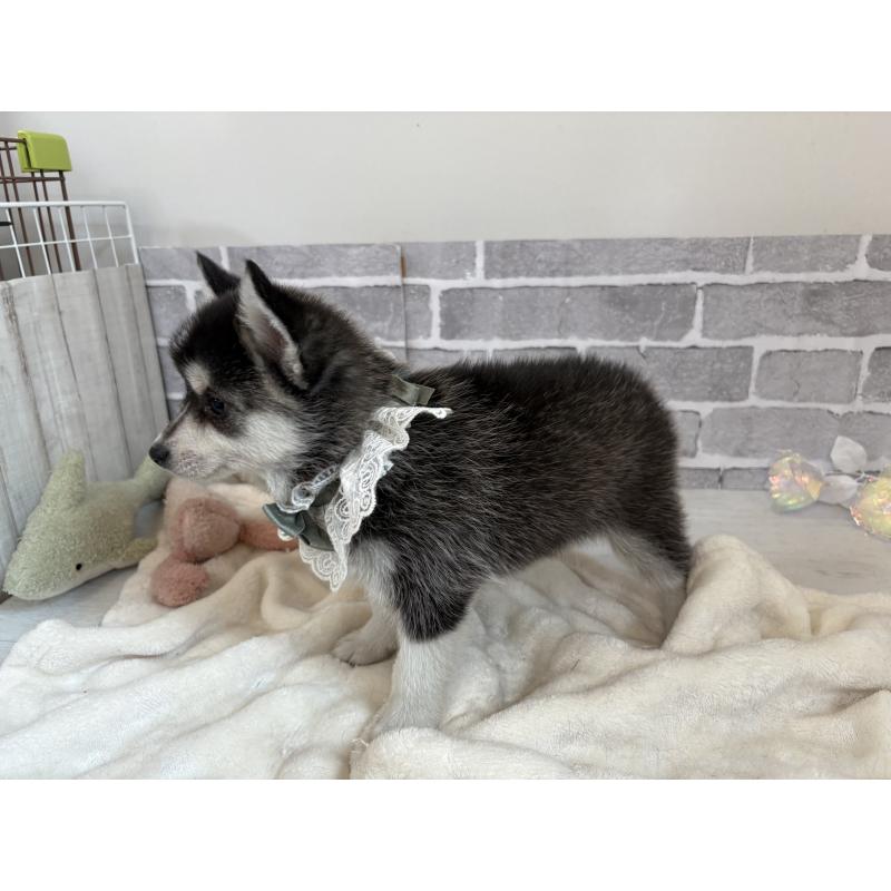 販売中の東京都のミックス犬-394992の13枚目
