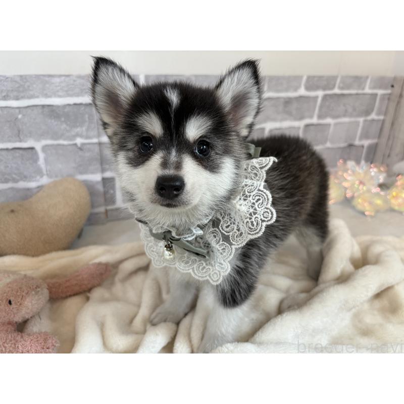 販売中の東京都のミックス犬-394992の11枚目