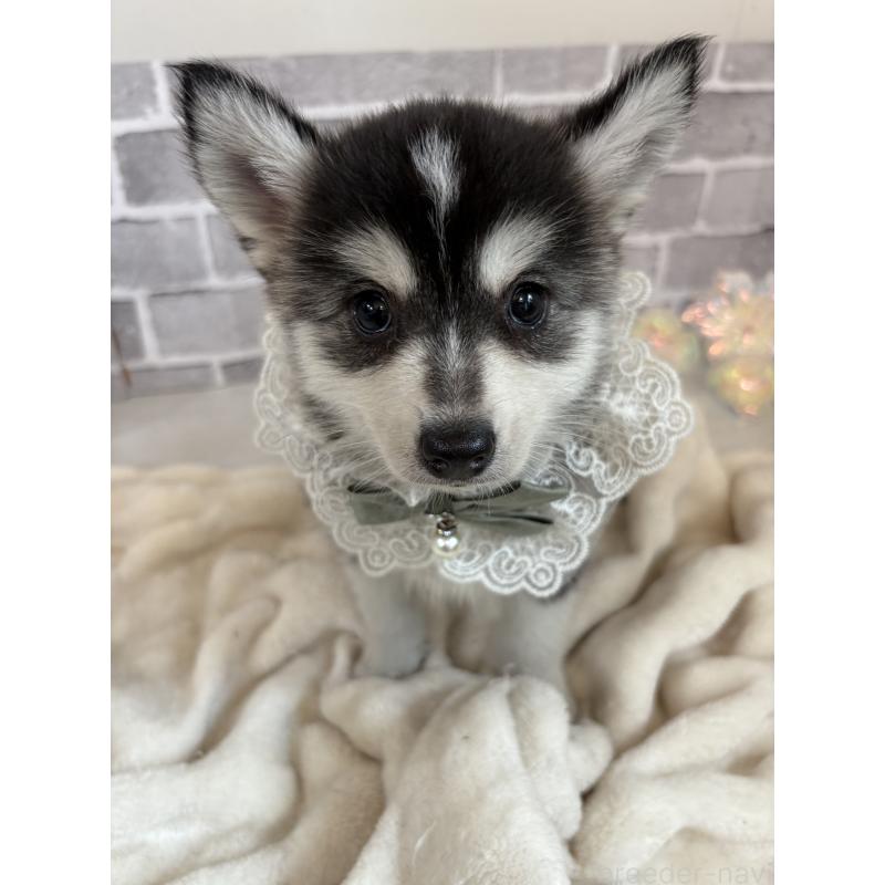 販売中の東京都のミックス犬-394992の10枚目