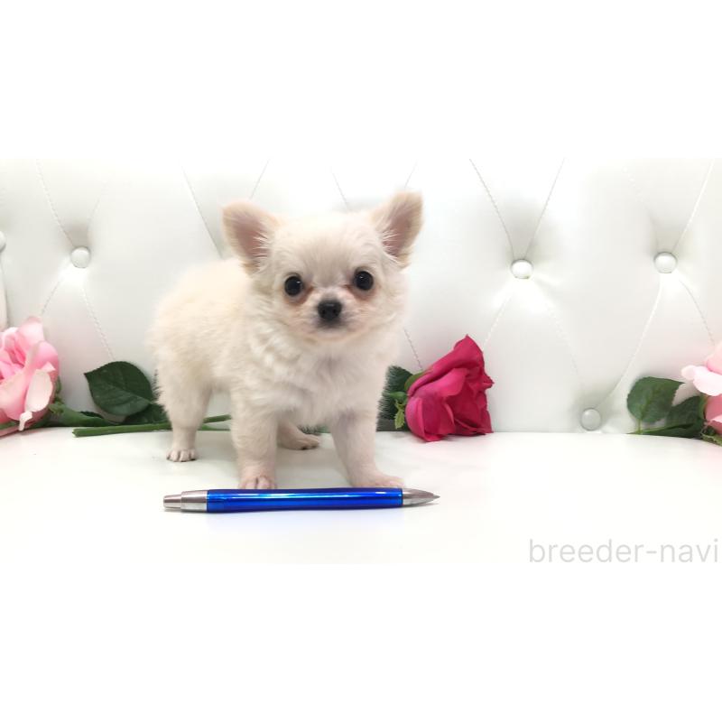 成約済の埼玉県のチワワ(ロングコート)-406948