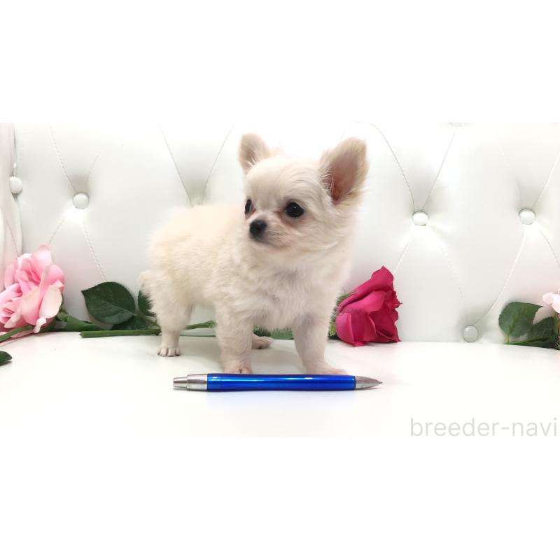 成約済の埼玉県のチワワ(ロングコート)-406948の13枚目