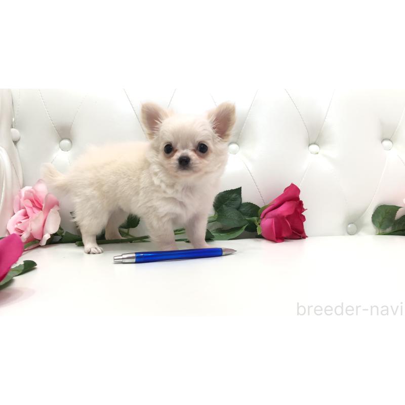 成約済の埼玉県のチワワ(ロングコート)-406948の12枚目