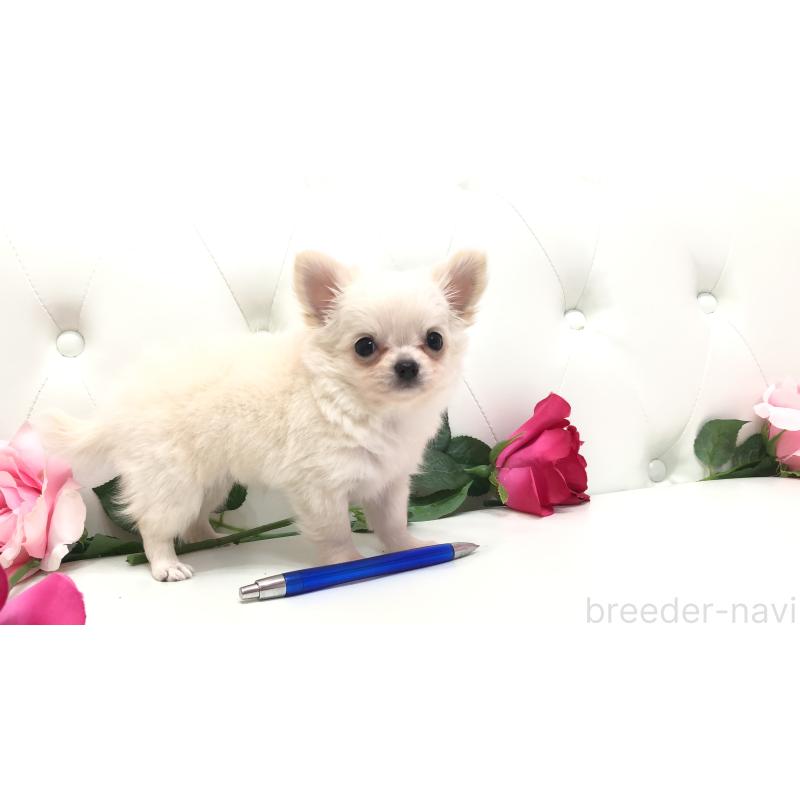 成約済の埼玉県のチワワ(ロングコート)-406948の11枚目