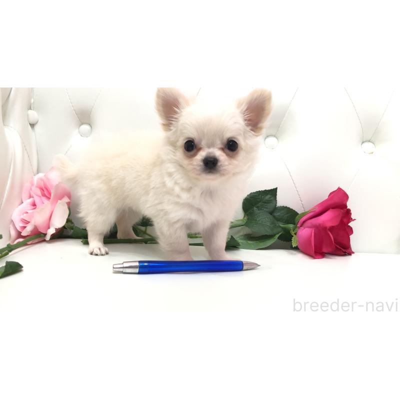 成約済の埼玉県のチワワ(ロングコート)-406948の9枚目