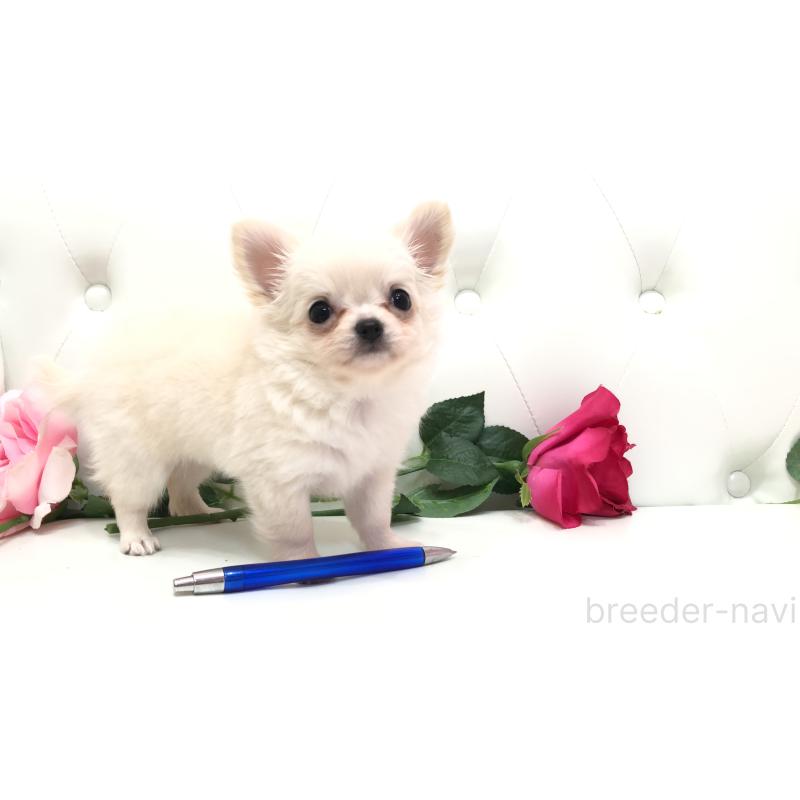 成約済の埼玉県のチワワ(ロングコート)-406948の8枚目