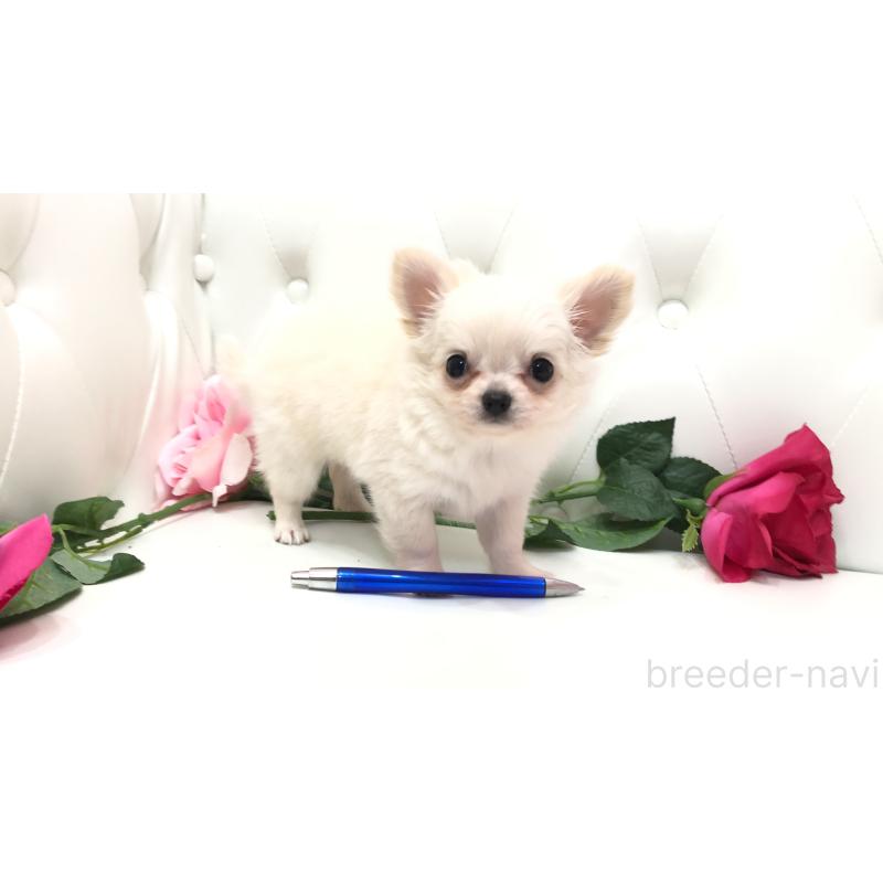 成約済の埼玉県のチワワ(ロングコート)-406948の7枚目