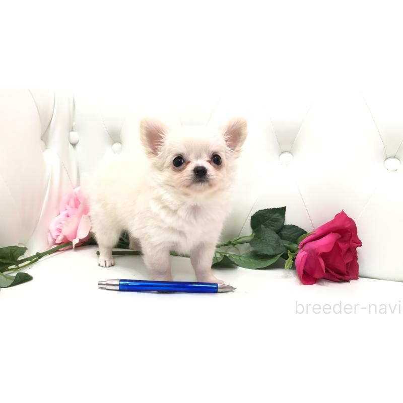 成約済の埼玉県のチワワ(ロングコート)-406948の6枚目