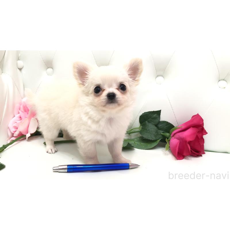 成約済の埼玉県のチワワ(ロングコート)-406948の5枚目