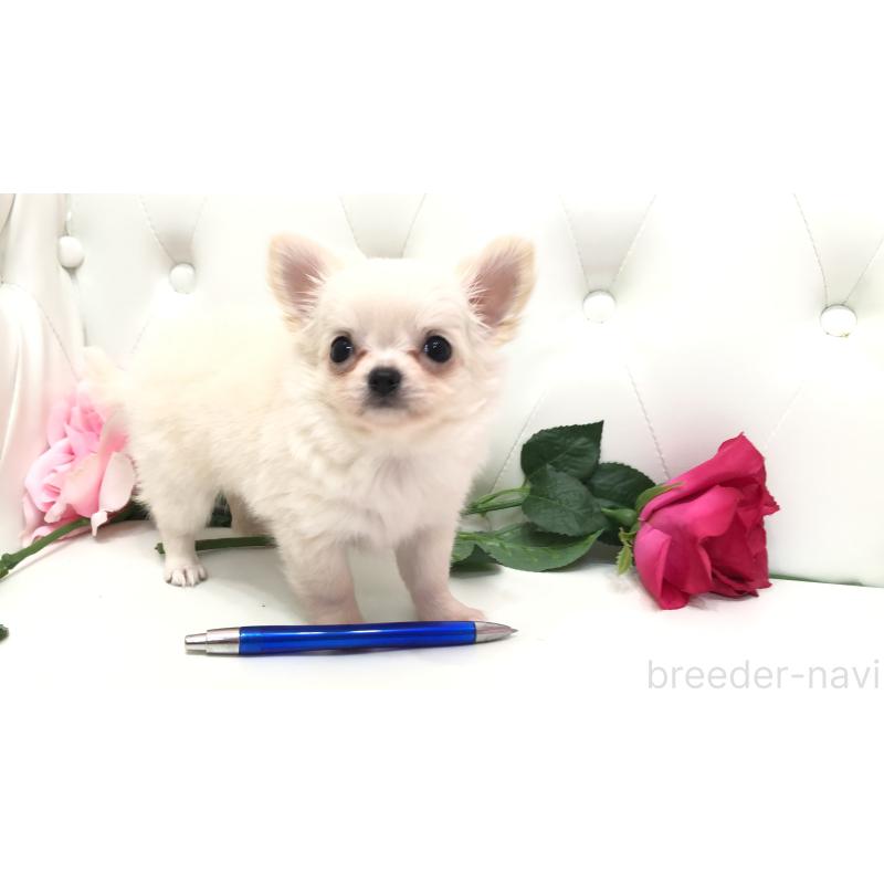 成約済の埼玉県のチワワ(ロングコート)-406948の4枚目