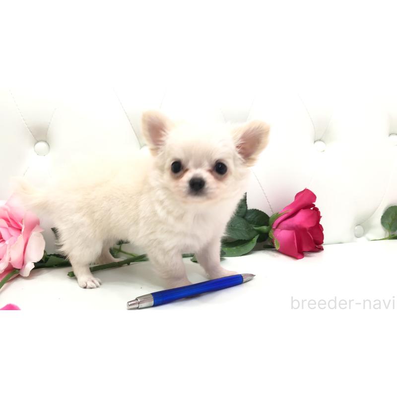 成約済の埼玉県のチワワ(ロングコート)-406948の3枚目