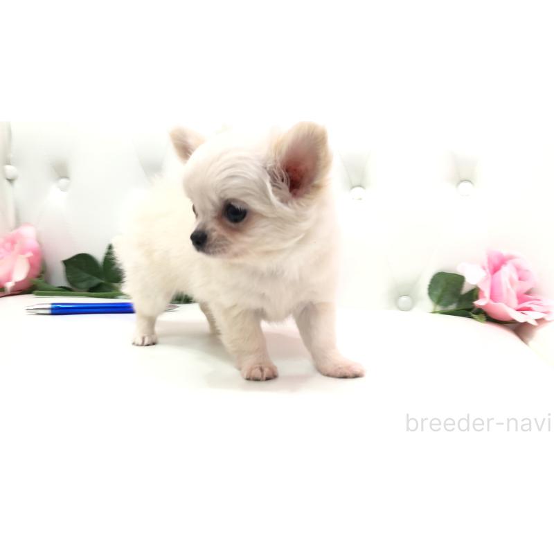 成約済の埼玉県のチワワ(ロングコート)-406948の2枚目